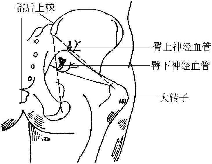 四、臀上、下血管神經(jīng)
